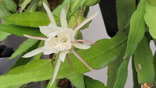 Phyllocactus 이미지 – 찾아보기 3,802 스톡 사진, 벡터 및 비디오 | Adobe Stock
