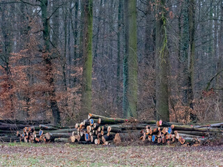 Frisch gefällte Baumstämme lagern am Waldrand