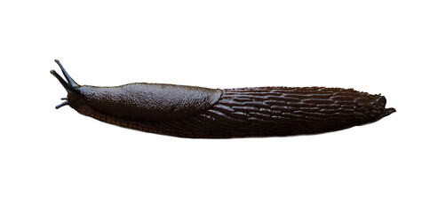 Spanish snail pest. side view. isolated photo of a mollusk. high quality and resolution. no background. macro photo of a mollusk in close-up. enlarged mollusk high-quality © AlMacro