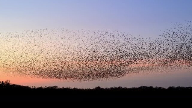 Starlings (Sturnus vulgaris) engage in a breathtaking murmuration, performing a synchronized aerial display against a sunset sky in the Netherlands. Fast forward clip emphasising the movement of the b