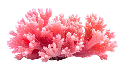 A vibrant coral, intricate, branching, in shades of pink, isolated against a stark black background