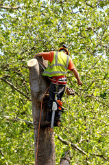 Obraz premium Cutting Top Out of Tree