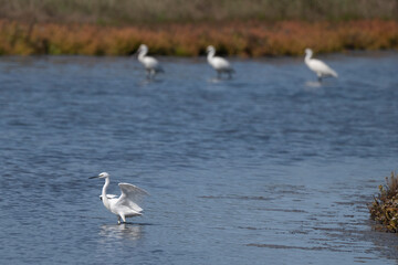 Grande Aigrette