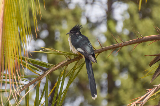 A Levaillant's cuckoo rests on a palm tree branch in Zimbabwe