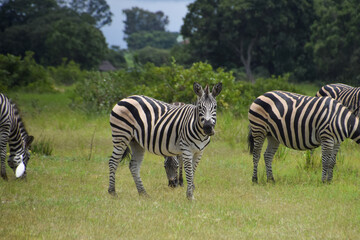 Fototapeta premium Zebras in a nature reserve in Zimbabwe