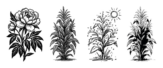 Fototapeta premium Set of four black and white botanical illustrations showing a peony flower and three different styles of corn stalks, rendered in a hand-drawn, graphic ink sketch technique