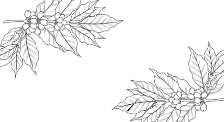 Hand drawn coffee plant branch corners with leaves and ripe beans in black and white botanical line art illustration © Nayan Stock