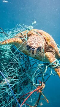 Sea turtle trapped in discarded fishing net underwater highlighting ocean pollution and marine conservation.