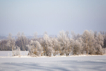 winter forest landscape with snow