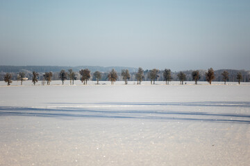 winter forest landscape with snow