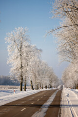 winter forest landscape with snow