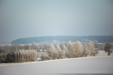 winter forest landscape with snow