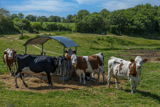 sc&egrave;ne champ&ecirc;tre, vaches Prim&rsquo;Holstein au champ  dans le bocage