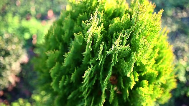 
Green ornamental conifer trees in a landscaped garden on a sunny day. Well-maintained backyard with decorative evergreen shrubs, soft sunlight and shallow depth of field. Calm natural atmosphere