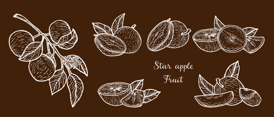 Set of star apple cainito sketch on dark background. Hand drawn vector illustration in vintage linear style. Caimito tropical fruit for food packaging.