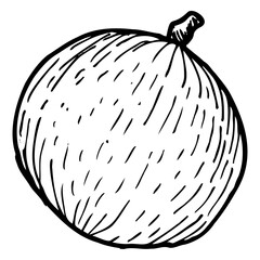 Star apple caimito vector illustration of a whole fruit isolated on a white background, drawn in vintage line art style with hand drawn sketch details and botanical aesthetics.