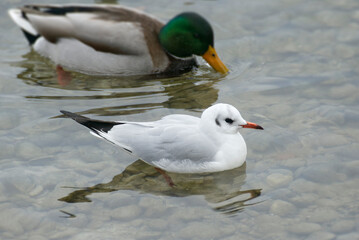 Obraz premium Black-headed gull (Chroicocephalus ridibundus) swimming in the lake in Zurich, Switzerland