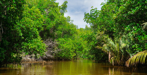 Lush green mangrove forest along a tropical river