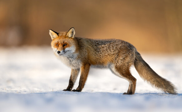Red fox ( Vulpes vulpes ) in winter scenery
