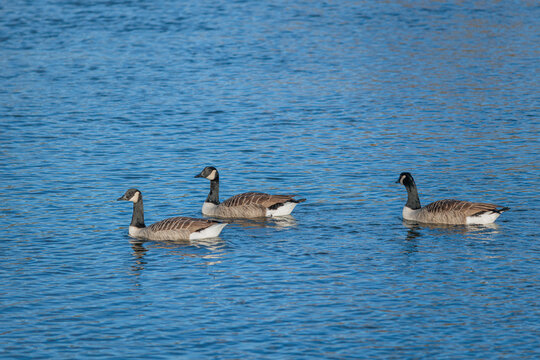Ducks in Hambleden Weir, River Thames, Henley-on-Thames, South England