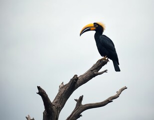 Fototapeta premium Black hornbill with yellow crest and beak perches on dead tree branch against light sky. Exotic wild bird displays large colorful bill. Wildlife fauna.
