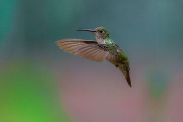 Fototapeta premium The endemic Green-and-white Hummingbird (Elliotomyia viridicauda) perched on a branch, showcasing its white underparts and iridescent green plumage in the Sacred Valley, Peru.