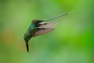Fototapeta premium The remarkable Sword-billed Hummingbird (Ensifera ensifera) with its characteristic long bill perched on a branch at the Santuario de Colibríes in the Peruvian Andes.
