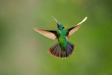 Fototapeta premium Stunning macro photograph of a Lesser Violetear hummingbird (Colibri cyanotus) in flight, highlighting its iridescent emerald-green feathers and striking violet-blue ear patch against a background.