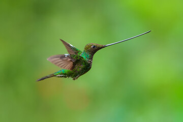 Naklejka premium The remarkable Sword-billed Hummingbird (Ensifera ensifera) with its characteristic long bill perched on a branch at the Santuario de Colibríes in the Peruvian Andes.