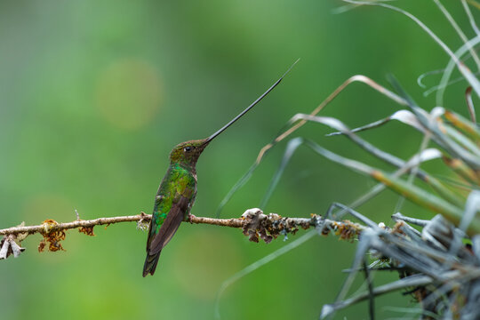 The remarkable Sword-billed Hummingbird (Ensifera ensifera) with its characteristic long bill perched on a branch at the Santuario de Colibr&iacute;es in the Peruvian Andes.