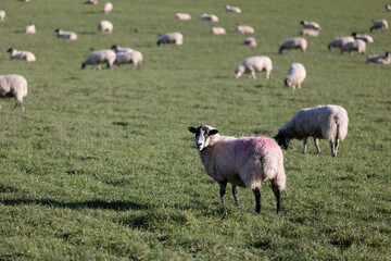 Obraz premium Sheeps in grassland, Pheasant's Hill, River Thames in Henley-on-Thames, South England