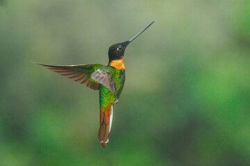 Naklejka premium Male Gould's Inca hummingbird (Coeligena inca) captured in mid-flight, showcasing its dark head, golden-green body, distinct rufous collar, and white outer tail feathers against a soft green backgroun