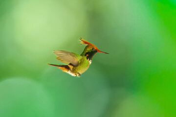 Naklejka premium Male Rufous-crested Coquette hummingbird (Lophornis delattrei) hovering in flight, showcasing its vibrant orange spiky crest and green iridescent plumage against a lush green bokeh background.