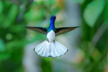 Obraz premium Male White-necked Jacobin hummingbird (Florisuga mellivora) hovering and feeding on white Bleeding Heart Vine flowers in a tropical garden.