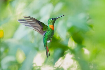 Obraz premium Male Gould's Jewelfront hummingbird (Heliodoxa aurescens) in flight, showing its iridescent green plumage, violet forehead, and characteristic rufous breast band against a blurred green jungle backgro