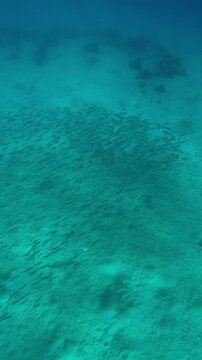 Vertical footage, Top view of huge school of mackerels swimming over sand seabed, Slow motion of Striped mackerel or Indian mackerel, Rastrelliger kanagurta shoal swims above sandy bottom
