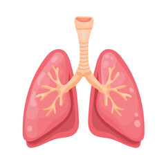 Fototapeta premium Anatomical lungs. Flat vector clipart, illustration with isolated background.