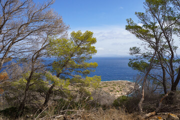 Obraz premium A unique and artful image of a pine tree trunk curved into a U-shape, naturally framing three tall, dead Agave flower stalks against the rugged hillside backdrop of Levanzo Island, symbolizing unique 