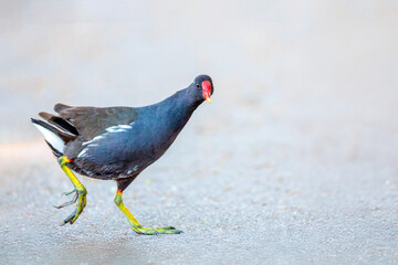 Obraz premium Teichhuhn läuft im Profil über hellen Untergrund