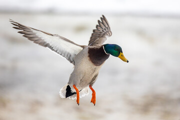 Male Mallard (Anas platyrhynchos) in the snow