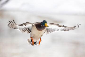 Male Mallard (Anas platyrhynchos) in the snow