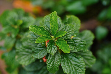 A flower plant (Clerodendrum calamitosum). Ornamental plant and herbal medicine.