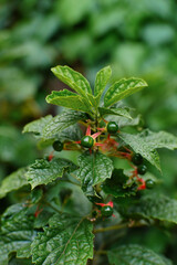 A flower plant (Clerodendrum calamitosum). Ornamental plant and herbal medicine.