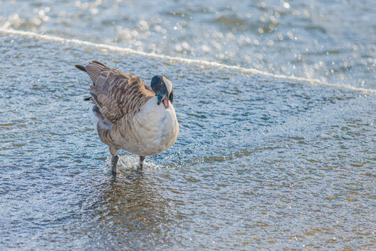 Ducks in Hambleden Weir, River Thames, Henley-on-Thames, South England