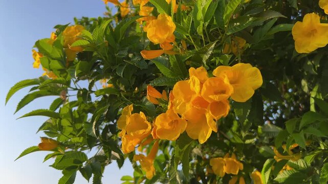 Vibrant Yellow Trumpetbush in full bloom against a sunlit backdrop in Egypt, highlighting its lush green foliage and bright trumpet-shaped flowers in a natural setting.