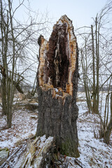 A broken oak trunk with a hollow inside and a fallen log in winter with snow.