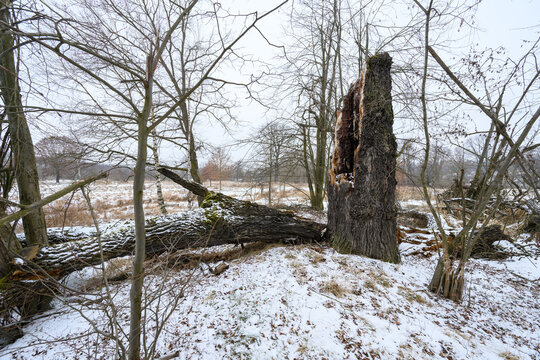 A broken oak trunk with a hollow inside and a fallen log in winter with snow.