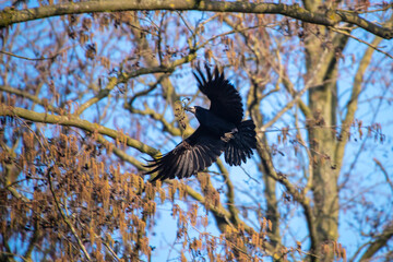 Fototapeta premium Krähe im Flug durch einen Wald mit Nistmaterial im Schnabel, Frühlingsbeginn