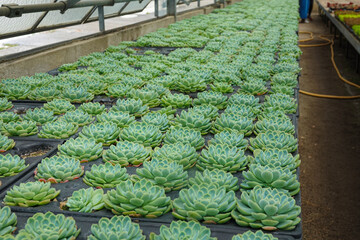 Succulents are neatly arranged in rows within a greenhouse, showcasing their lush green colors.