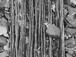 Old wooden railroad ties photographed in black and white